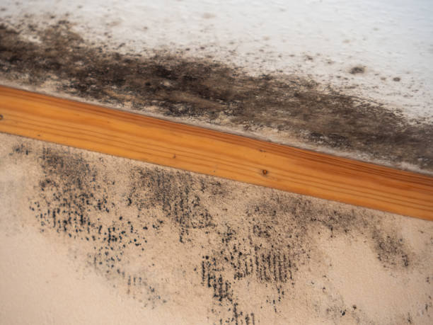 Mold Documentation for Insurance Claims in Corcoran, CA