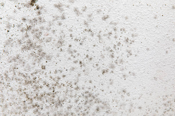 Best Mold-Related Health Consultation  in Corcoran, CA