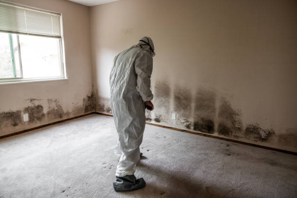 Trusted Corcoran, CA Mold Removal Experts